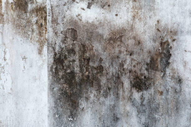 Best Black Mold Removal  in Estell Manor, NJ