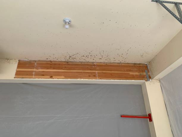 Best Basement Mold Removal  in Estell Manor, NJ